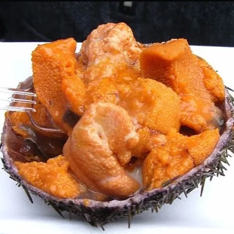 
frozen sea urchin 