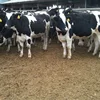 Simmental Bull Cattle