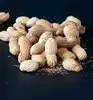 salted/non salted peanuts in shell , fresh crop 2019 , high quality best price from Egypt