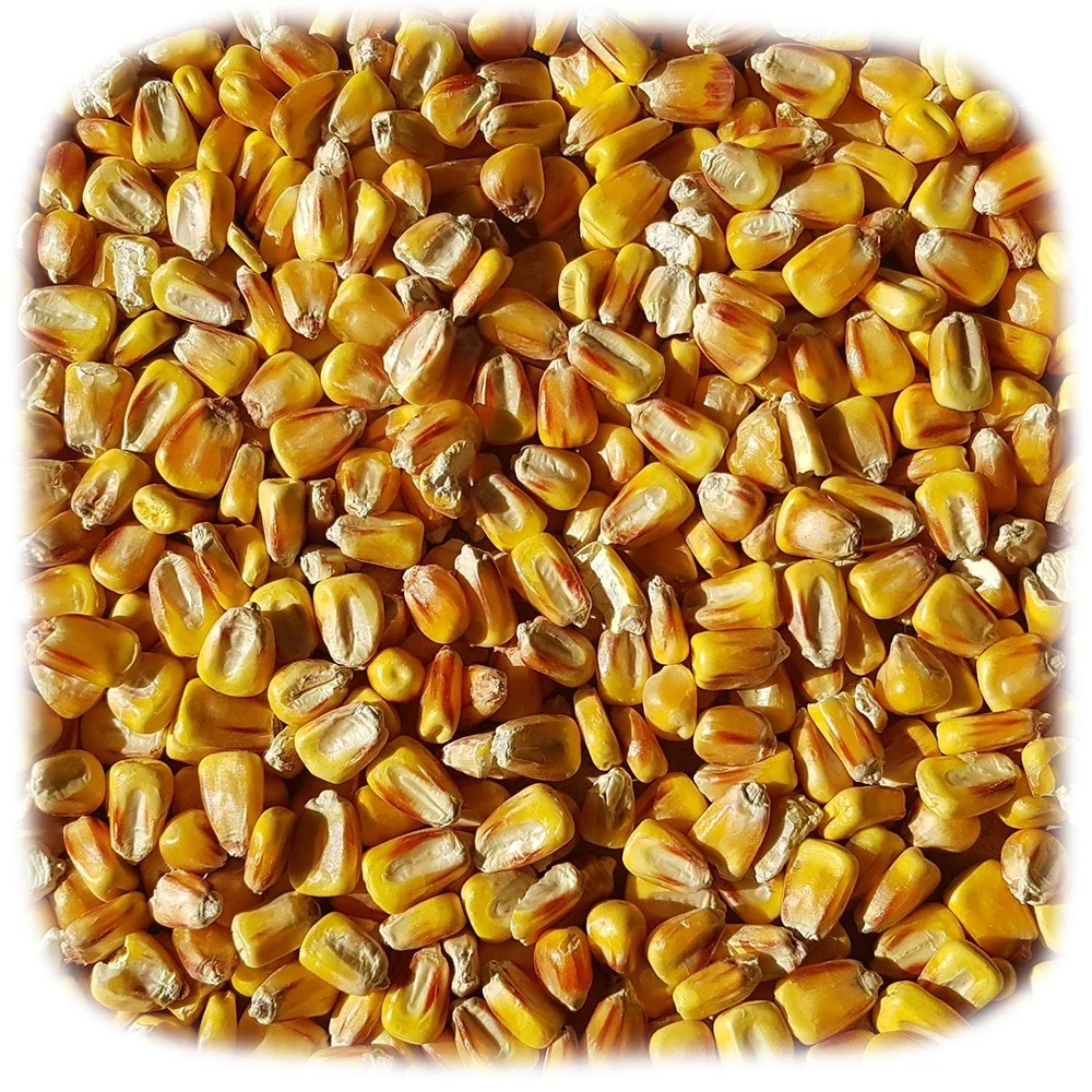 
Yellow Corn, sort 3 