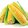 High Quality Yellow Maize/Corn