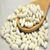 White Kidney Beans,purple speckled kidney bean