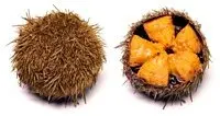 
frozen sea urchin 