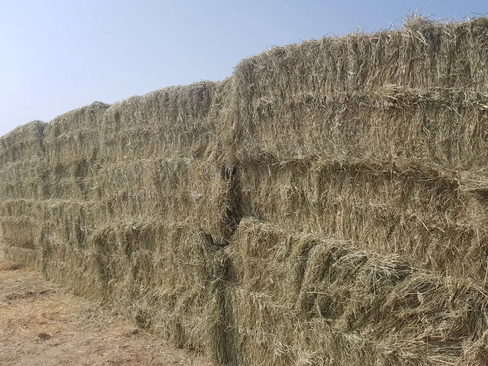 Rhodes Grass Hay Buy Rhodes Grass,Cut Bale Hay,Lucerne Alfalfa Hay