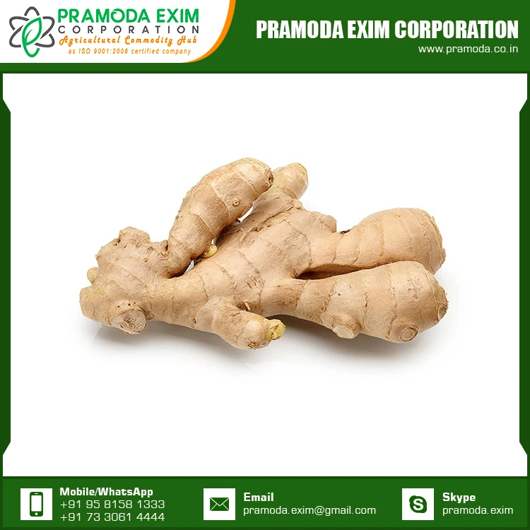 Indian Fresh Ginger Single Spices & Herbs Wholesale Supplier Buy
