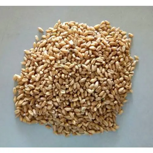 
Ukraine Barley Feed 