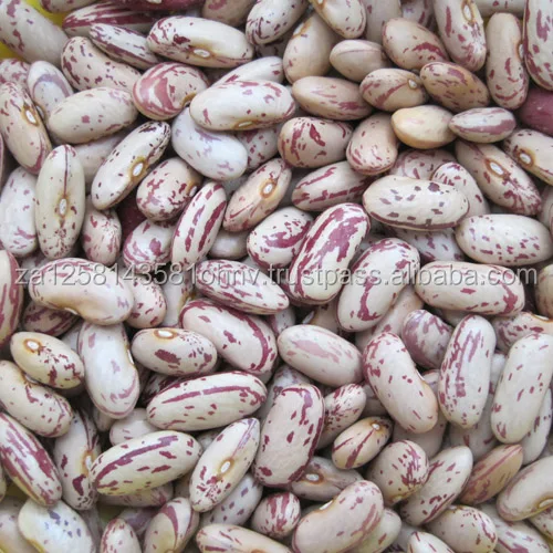 
Light speckled kidney bean LSKB Pinto bean butter bean size 200 220pcs new crop on hot sale 