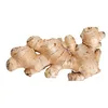 ginger