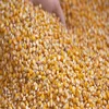 /product-detail/yellow-corn-maize-for-animal-feed-yellow-corn-for-poultry-feed-62005969194.html