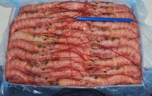 
ARGETINIAN RED SHRIMP (PLEOTICUS MUELLERI) 