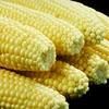 Yellow Corn & White Corn/Maize for Human & Animal Feed FOR SALE