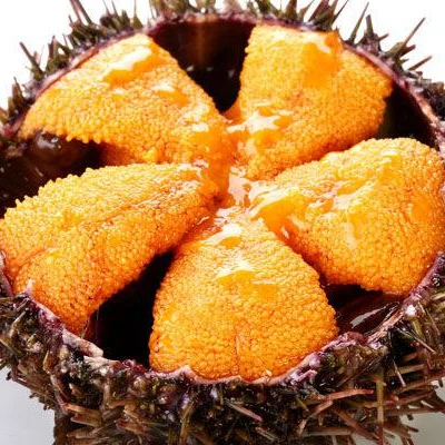 
frozen sea urchin 