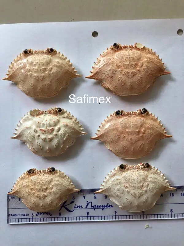 SAFIMEX-CRABSHELL1