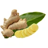 FRESH GINGER