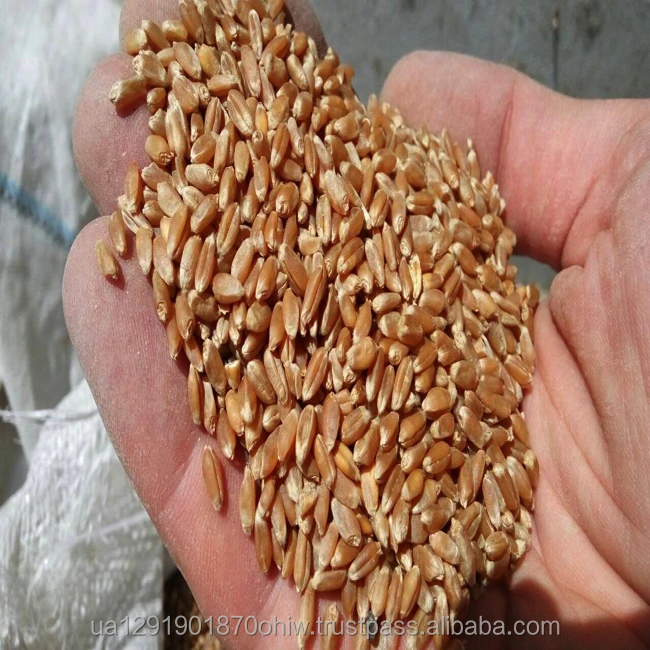 
High quality wheat grain from Ukraine 2grade, 3grade, 6grade 