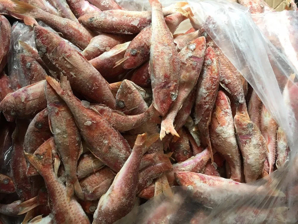 frozen red mullet