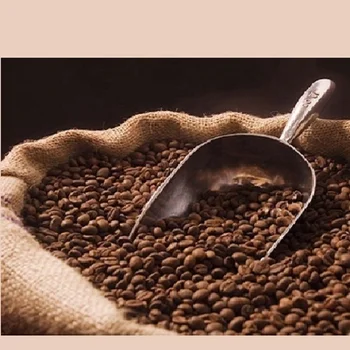 buy coffee beans india