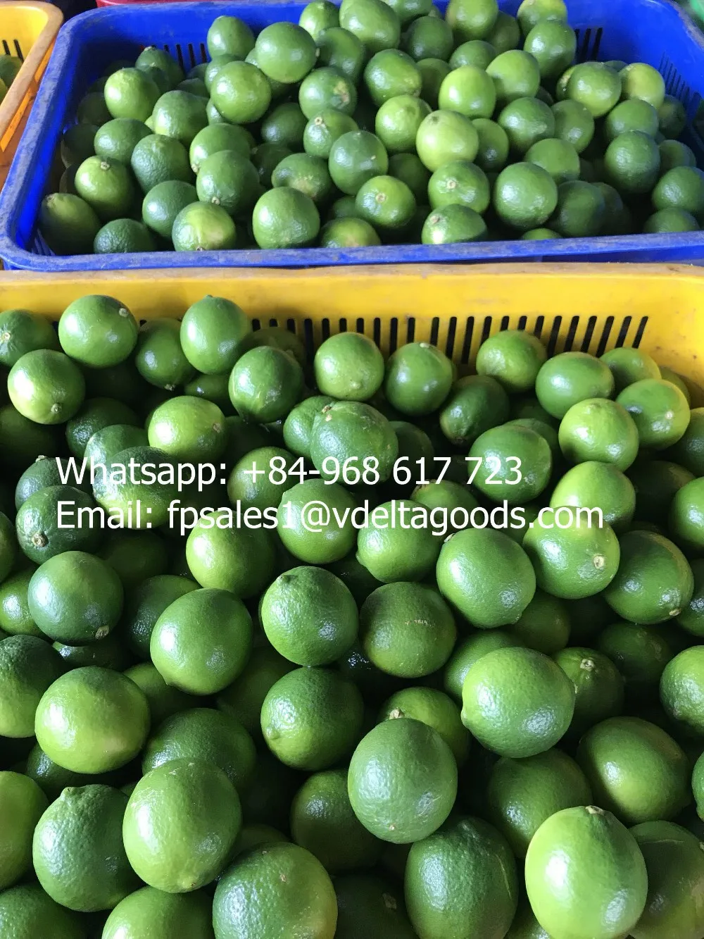 Bulk Lime Low Price/lime Vietnam Export Standard/ms.hanna Buy Lime