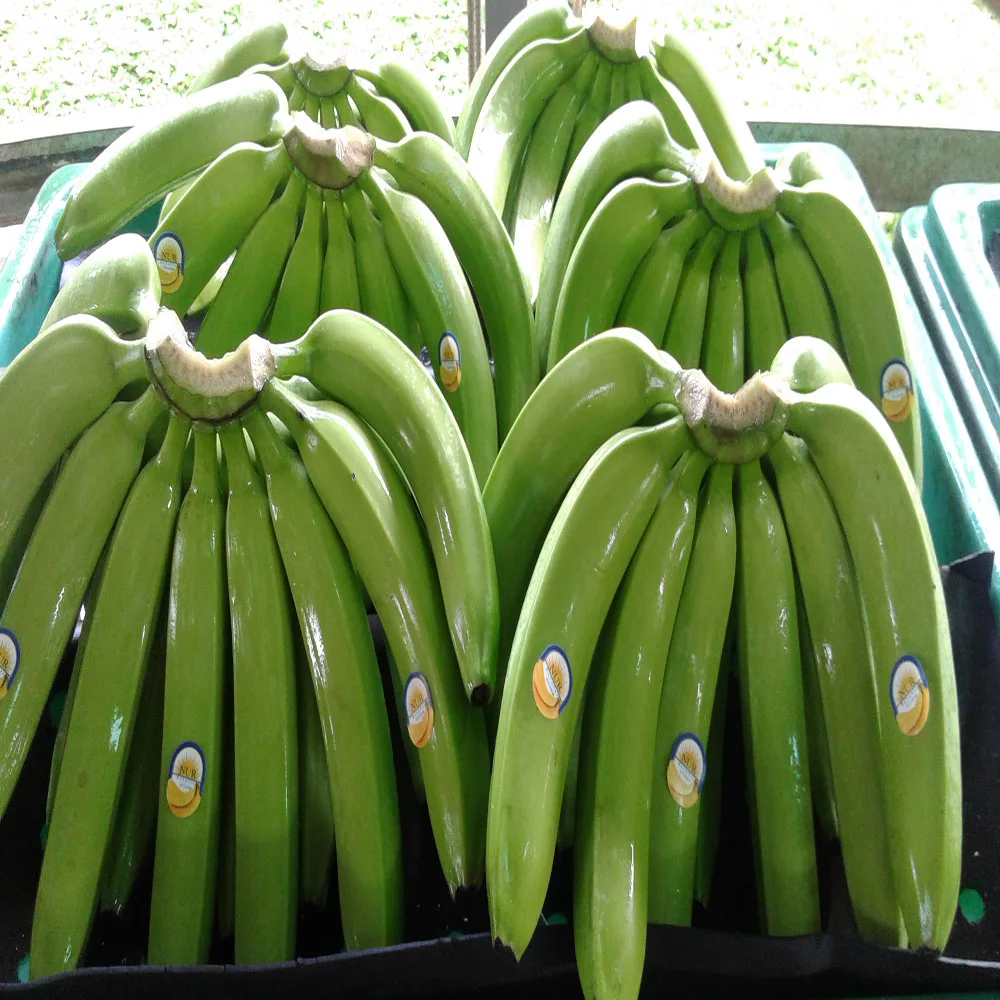 
Fresh Cavendish Bananas Of Ecuador 
