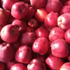 South African Qinguan Delicious Apple