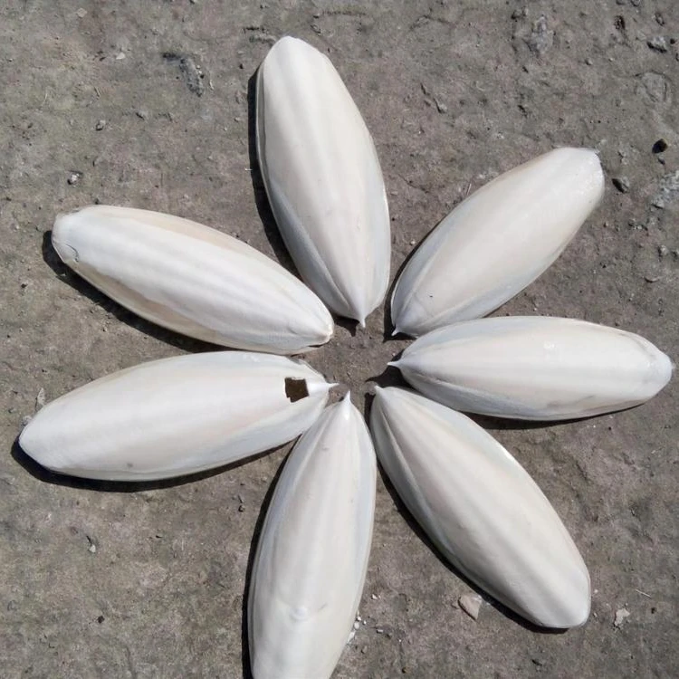 
CUTTLE FISH BONE/ CUTTLEFISH BONE/ CUTTLEBONE FOR BIRD/ +84 396986490 