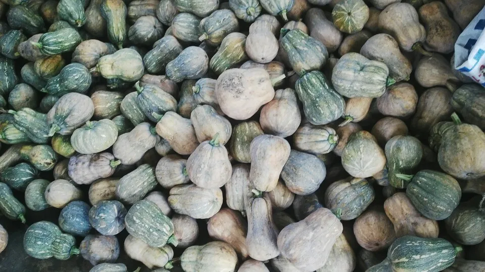 
Yellow Pumpkin - Frozen Pumpkin/ WHATSAPP +0084 845639639 