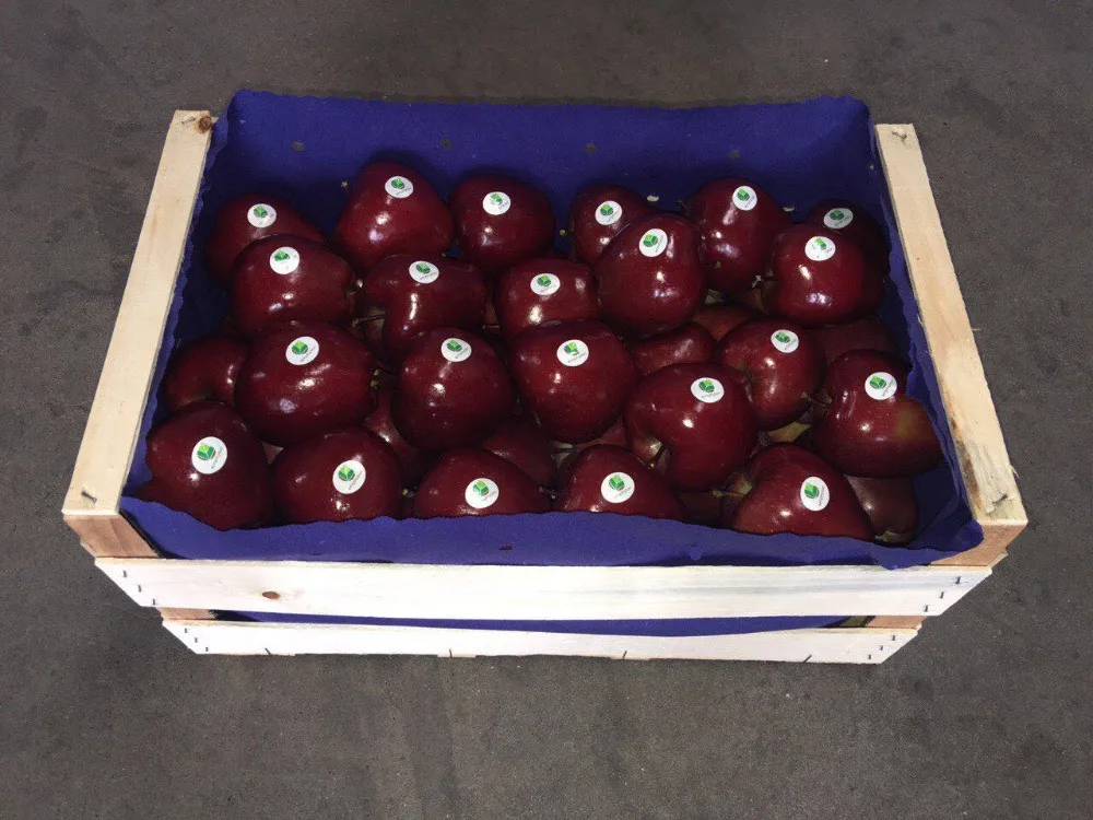 Fresh Apples Red Chief Red Delicious Greek Origin Buy Red Apples