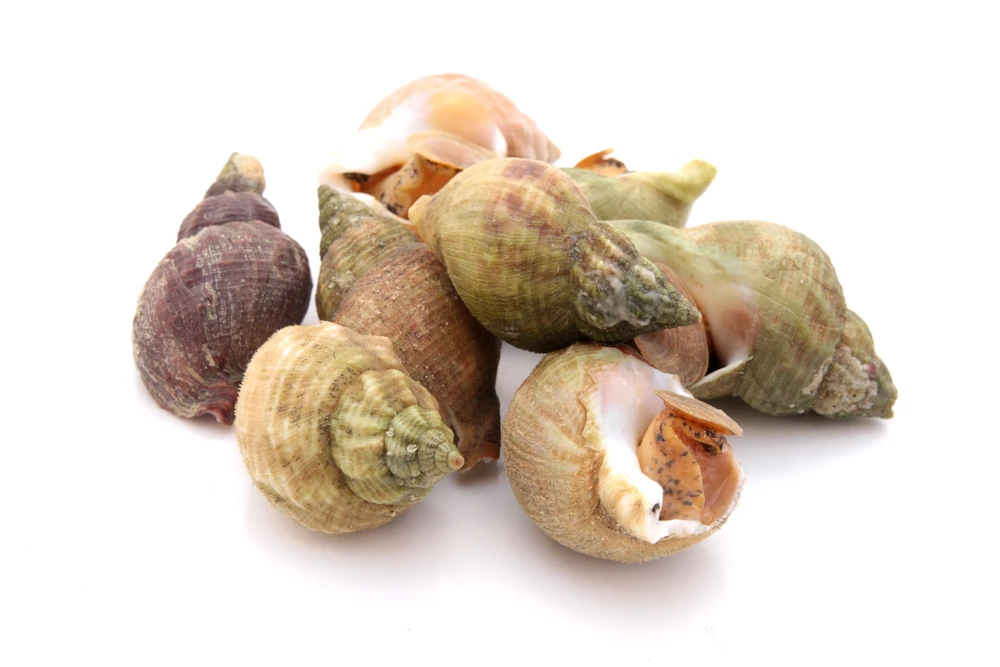 whelk (buccinum undatum)