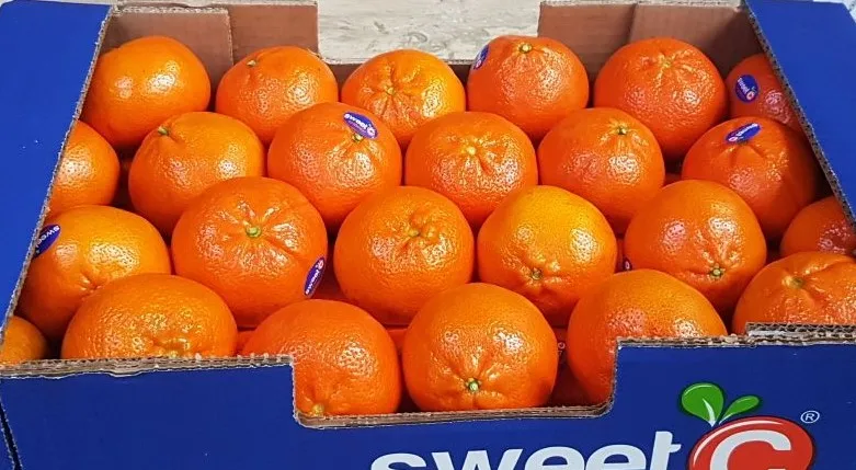 
HIGH QUALITY CLEMENTINE FRUIT HONEY NADARCOTT MANDARIN FOR WHOLESALE 