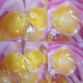 koi fish eggs for sale