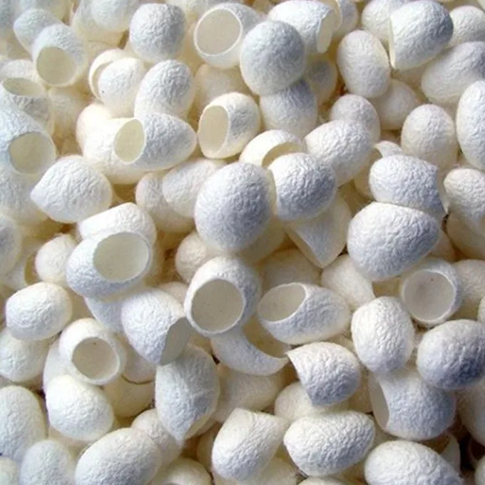 白蚕茧壳/黄蚕茧壳 whatsapp   84-845-639