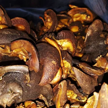 
Large Quantity Of Live Giant African Land Snails For Sale. 
