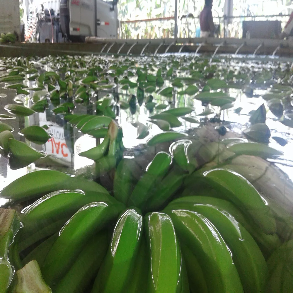 
BANANAS Premium quality 