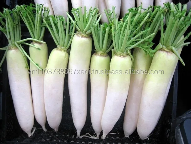 Air Dried Radish/ Dehydrated White Radish/ Sliced 7 - 9cm High Quality ...