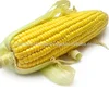 Yellow Corn for Human Consumption or Animal Feed now ready
