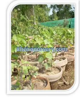 Er Sundarkhani Grape Plants Nursery G Er Sundarkhani Grape Plants Nursery G Product On Alibaba