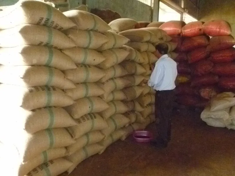 
VIETNAM ROBUSTA COFFEE BEANS SCR#18 