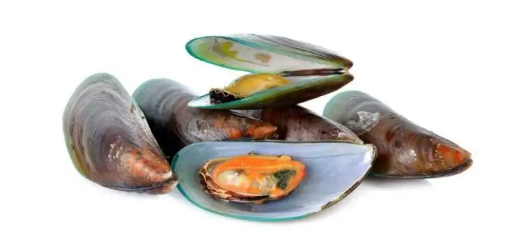 
New Zealand Green Lipped Mussel Powder 