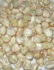 Non-GMO / GMO Fresh/Dried White Corn