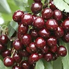 Top Grade Fresh Cherries