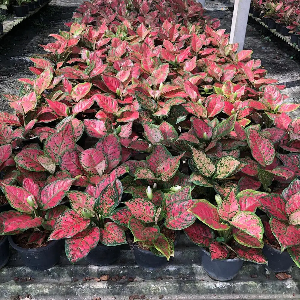 
Wholesale Aglaonema Pot Plants in Thailand @ Best Price Try Us!!! 