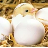 Quality Broiler Hatching eggs(Cobb500 and Ross 308) Fertile Hatching Eggs with Cheap Price