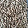 Coffee Beans, Coffee Beans Roasted