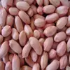 Bold Peanuts 50/60 New Crop 2017 / Peanuts / Groundnut Kernel