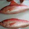 IQF Frozen Ruby Fish (Plagiogeneion rubiginosus..