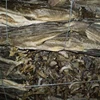 /product-detail/dry-stock-fish-smoked-catfish-dried-anchovies-and-others-available-62006343350.html