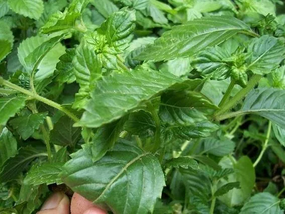 生干黑草果冻/梅索纳 chinensis-果冻草叶棒自然