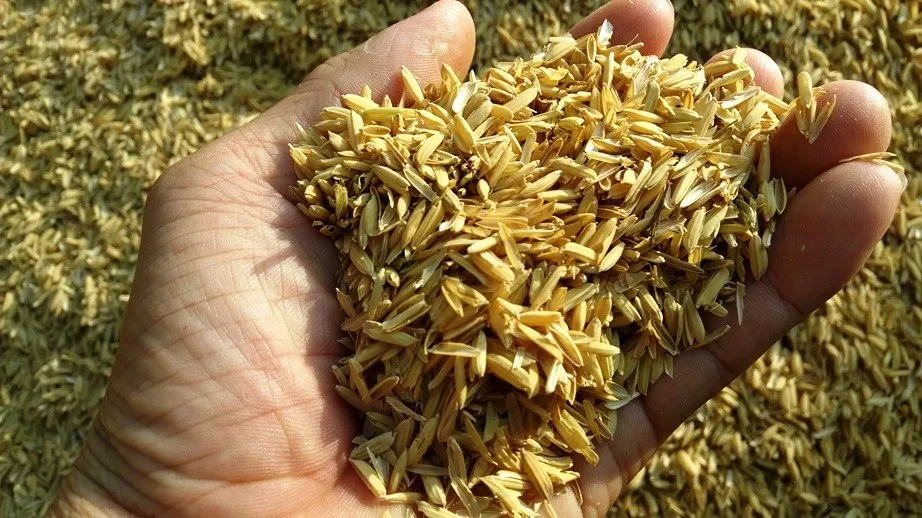 稻壳颗粒,稻壳颗粒,用于加热的颗粒