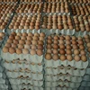 100% Fresh Chicken Table Eggs/Fresh Chicken Hatching EGGS at good prices