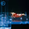 Live Crystal Shrimp Red high grade fancy tiger for Freshwater Aquarium